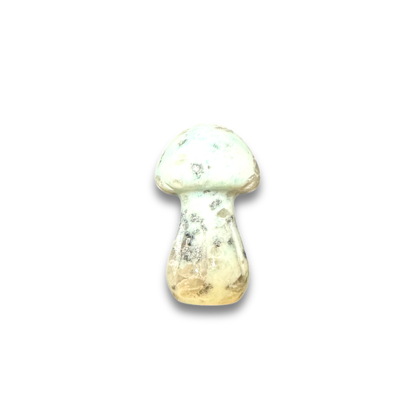 Magic Mushrooms and Cosmic Stars